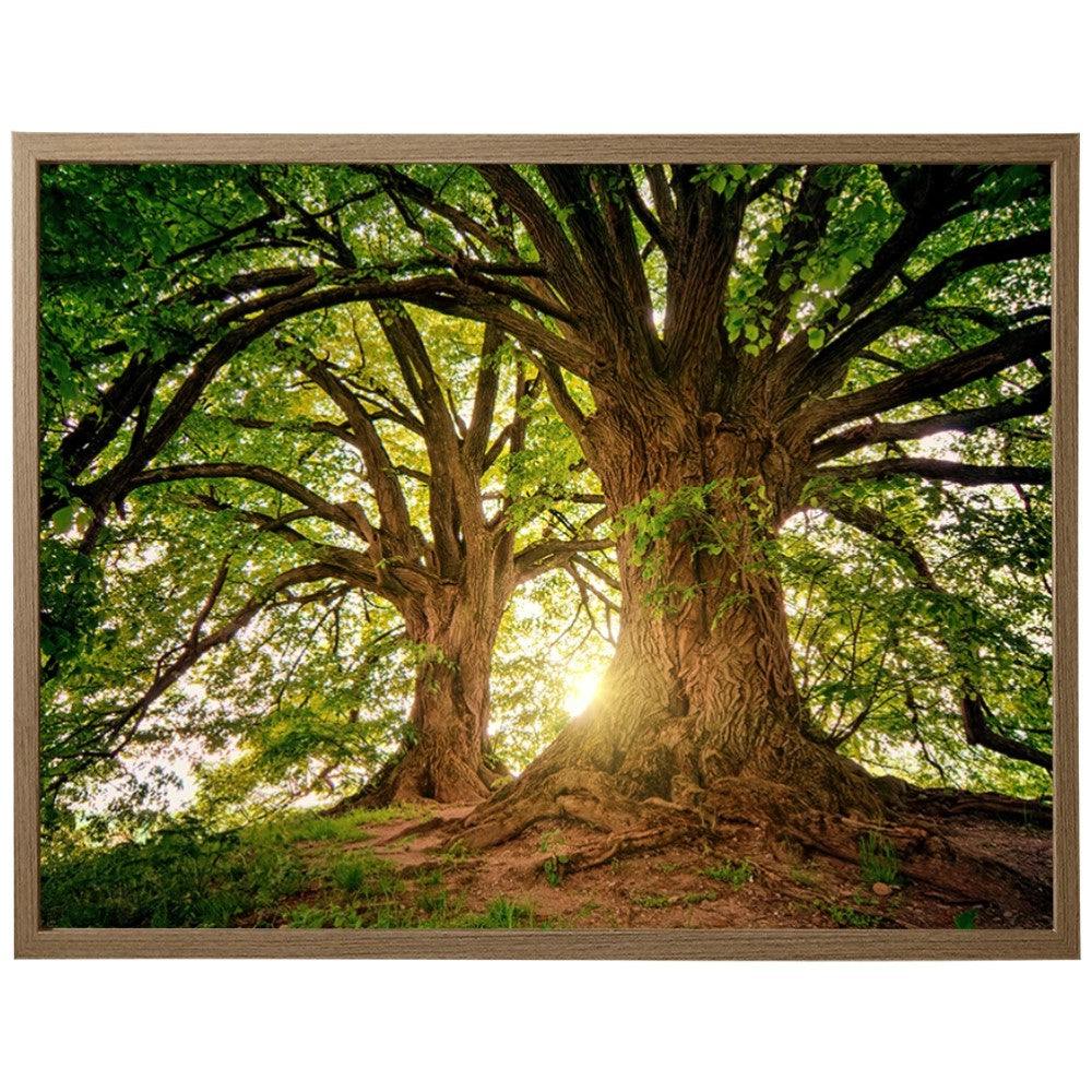 Ávore Raízes da Terra