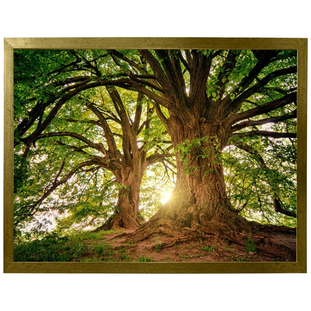 Ávore Raízes da Terra