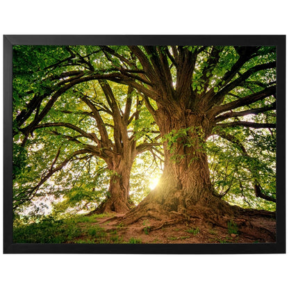 Ávore Raízes da Terra