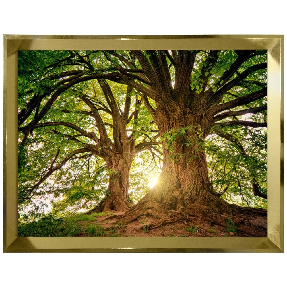 Ávore Raízes da Terra