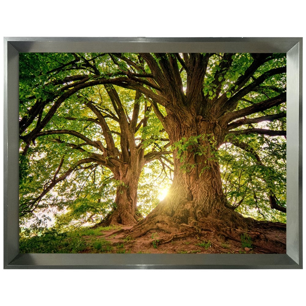 Ávore Raízes da Terra