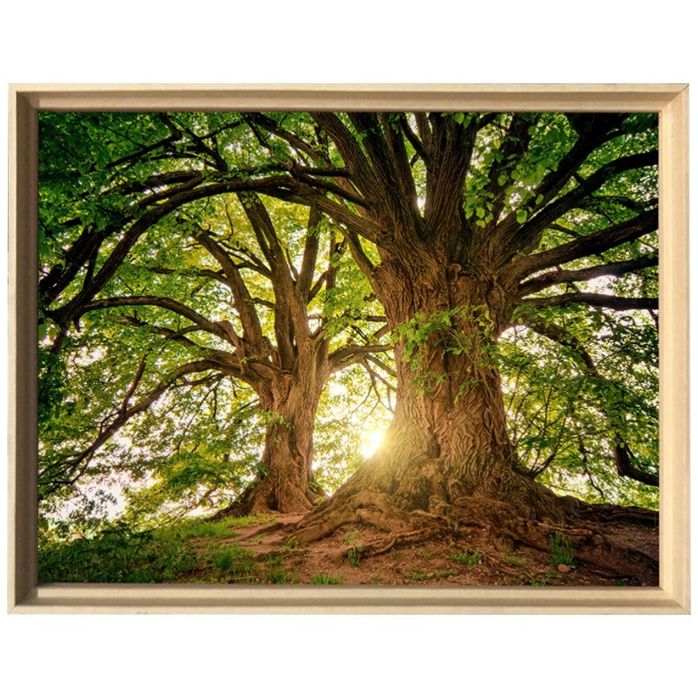 Ávore Raízes da Terra