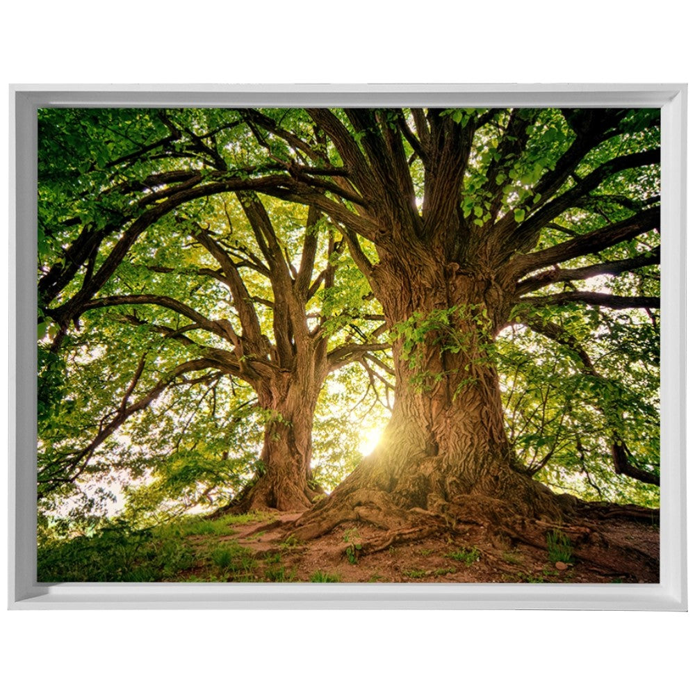 Ávore Raízes da Terra