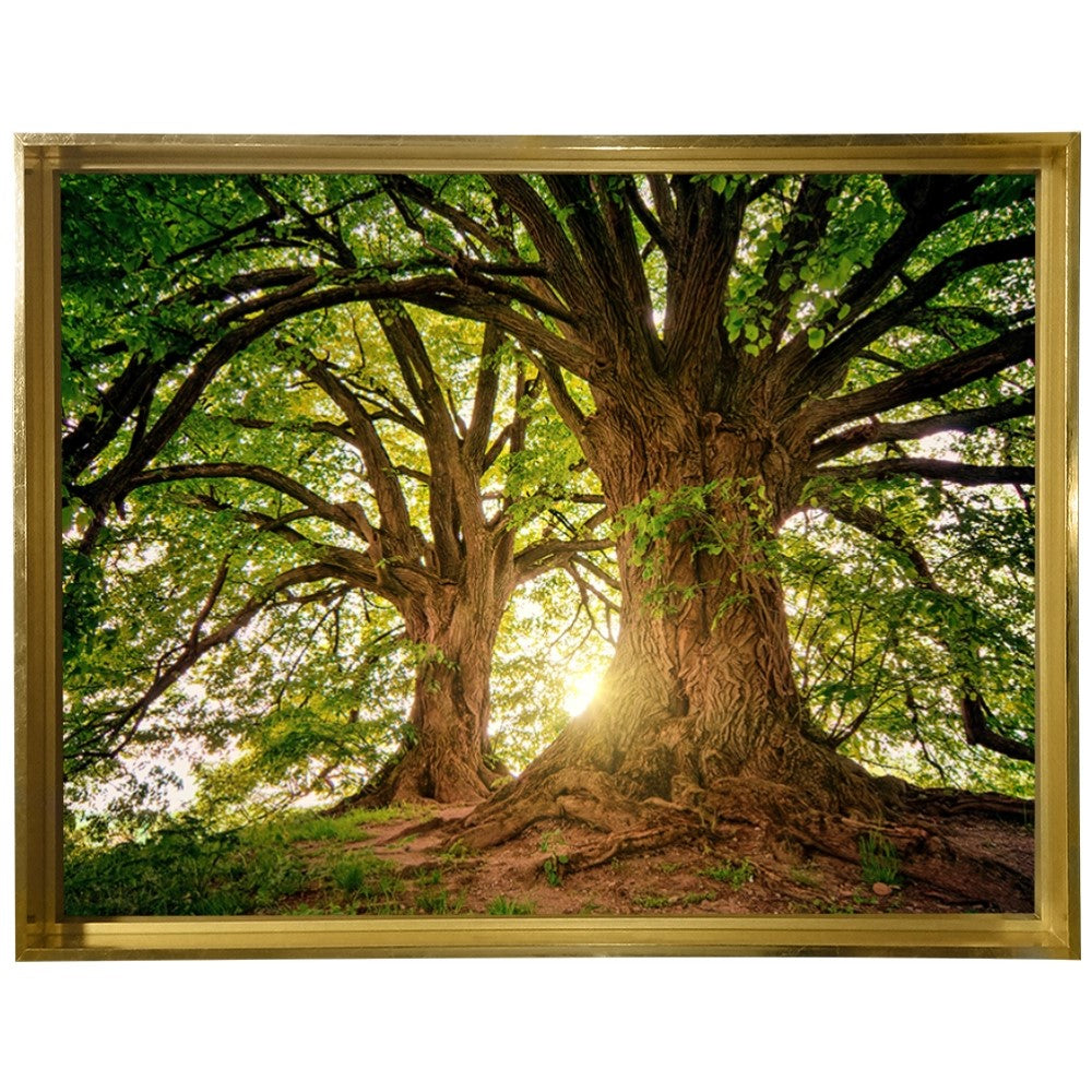 Ávore Raízes da Terra