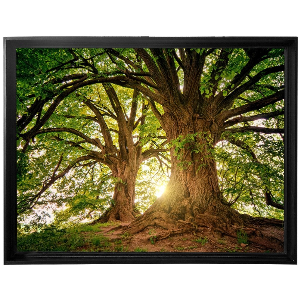 Ávore Raízes da Terra