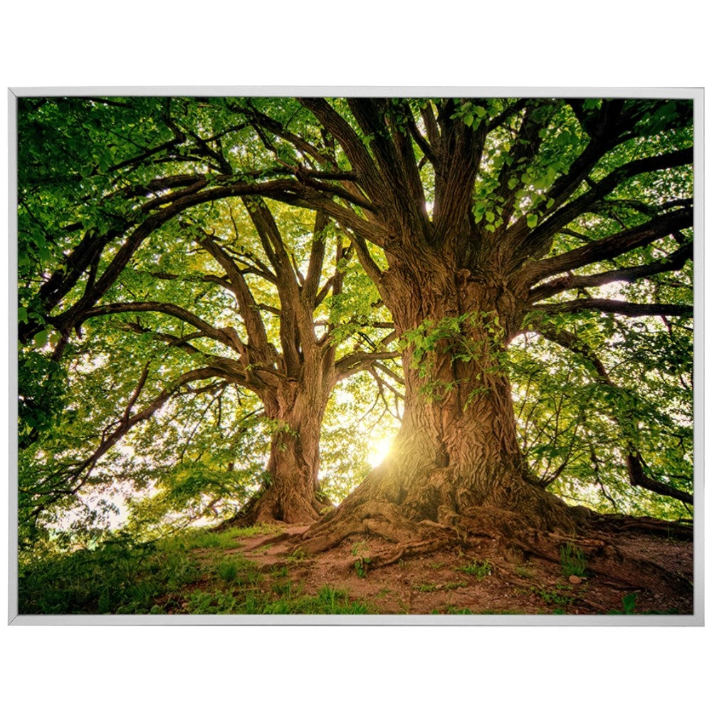 Ávore Raízes da Terra