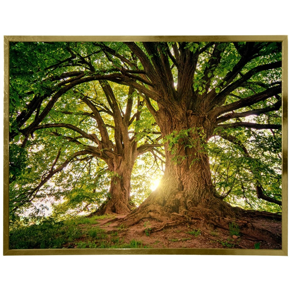 Ávore Raízes da Terra