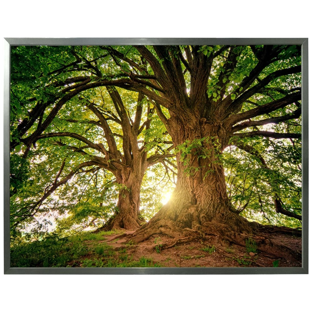 Ávore Raízes da Terra