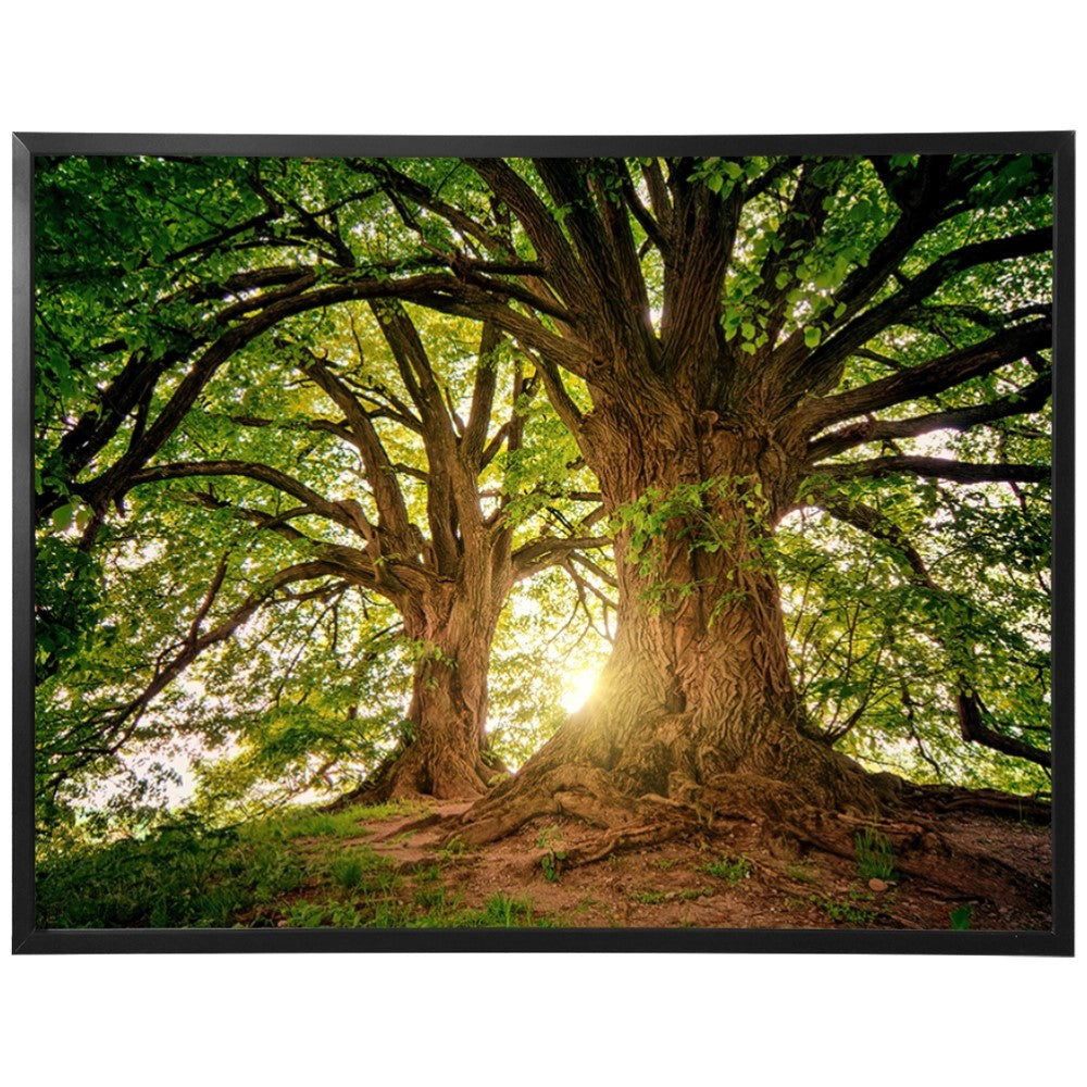 Ávore Raízes da Terra